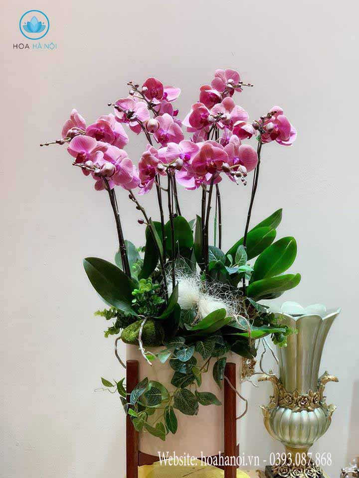 Một số mẫu hoa lan hồ điệp của điện hoa Nga’s Flower 2
